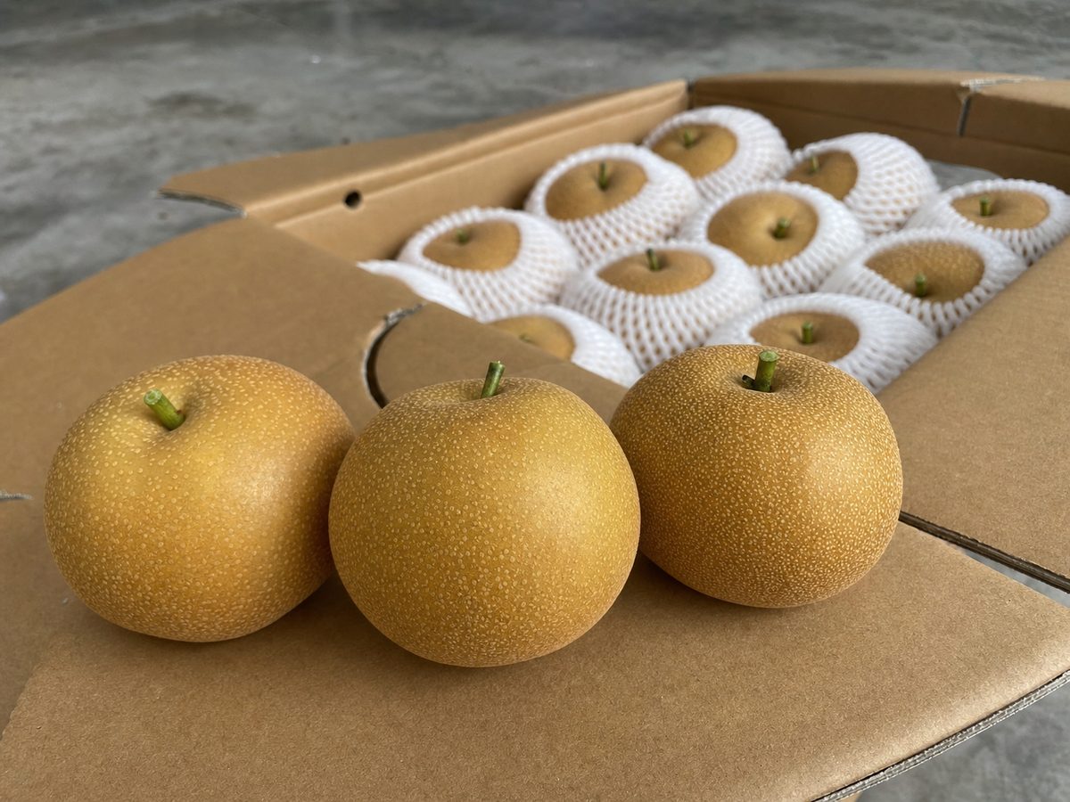 秋月梨出口大果型,黄褐果面,large size fresh Qiuyue pear, export grade Akizuki pear China 추월배