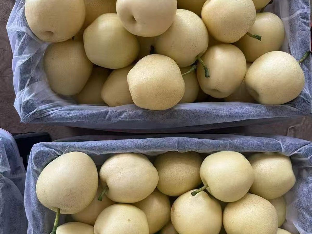 皇冠梨出口批发,金黄圆形果面光洁,sweet golden Asian pear, Crown Huangguan pear supplier China