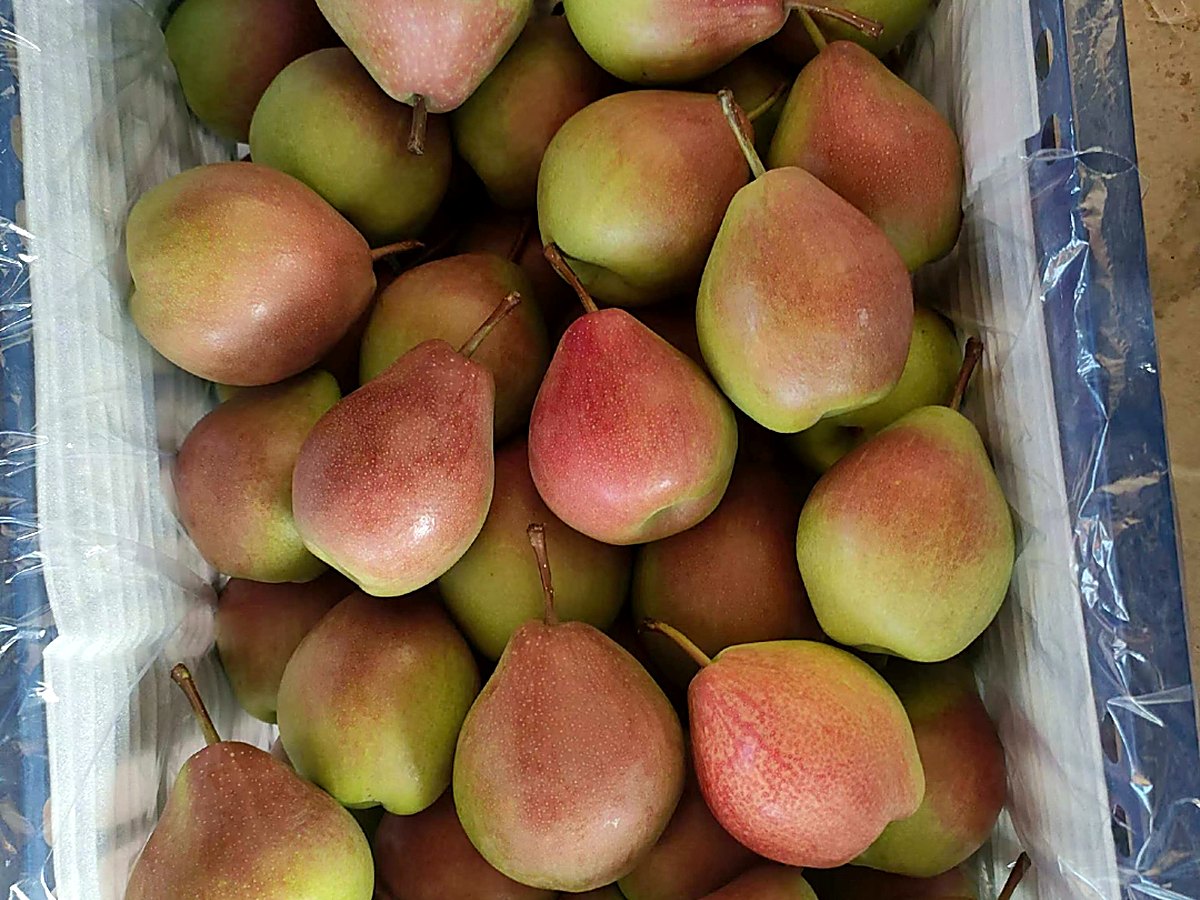 七月红梨早熟出口实拍,绿底带鲜红果晕,fresh pear new harvest, July Red early season pear China