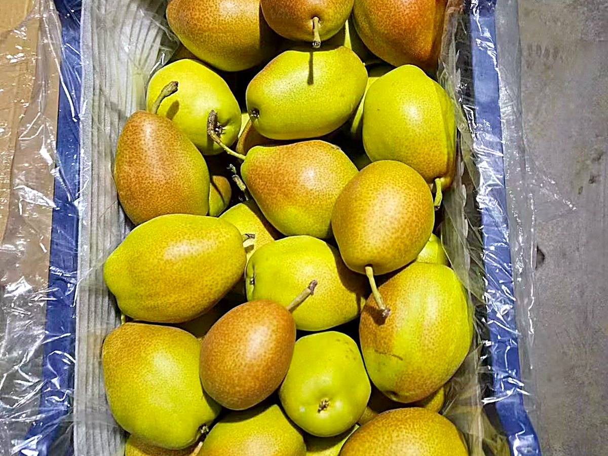 红香酥梨出口实拍,蓝色周转筐内衬保鲜膜,黄绿底带红晕,export grade fresh pear, Red Xiangsu pear supplier China