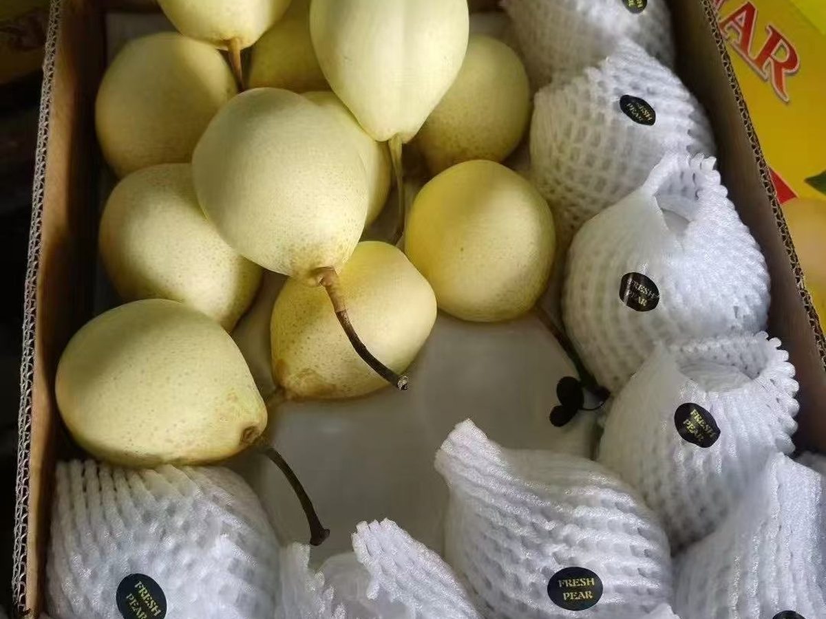 中国鸭梨出口批发,青黄果皮多汁,crisp juicy fresh Asian pear, Ya pear wholesale in bulk